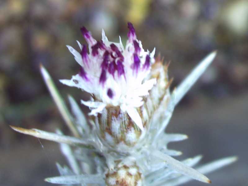 Centaurea horrida / Fiordaliso spinoso